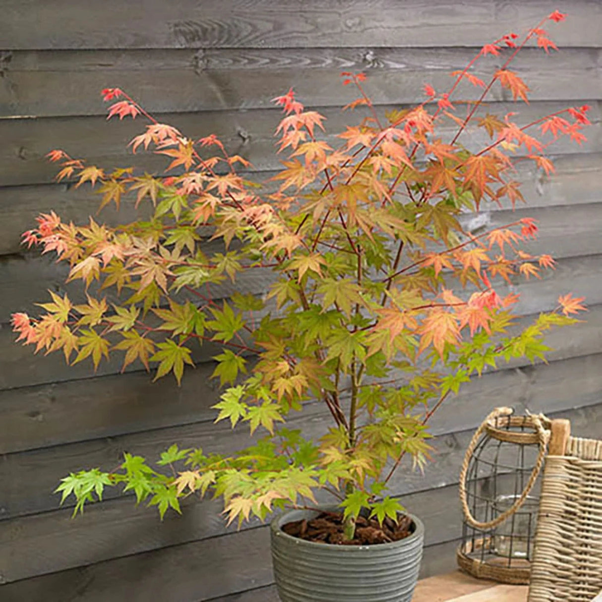 plante ornamentale