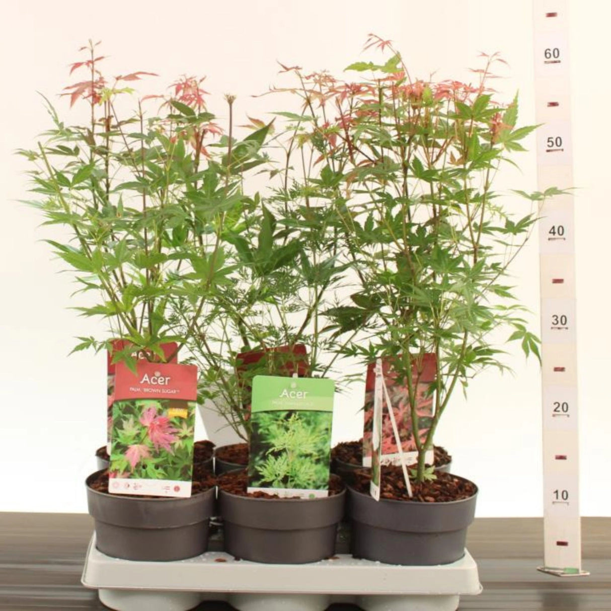plante ornamentale