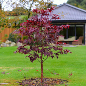 plante ornamentale