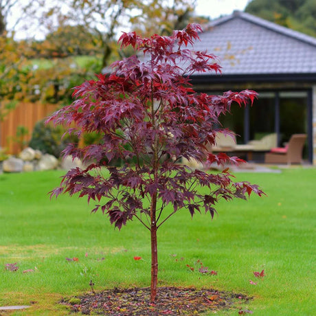 plante ornamentale