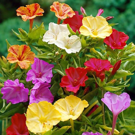 plante ornamentale