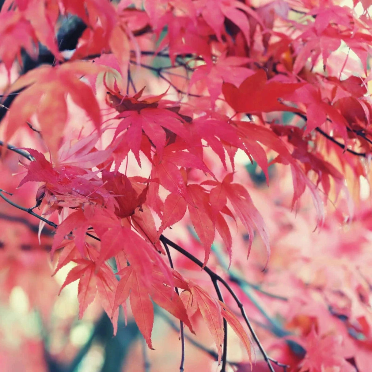 plante ornamentale
