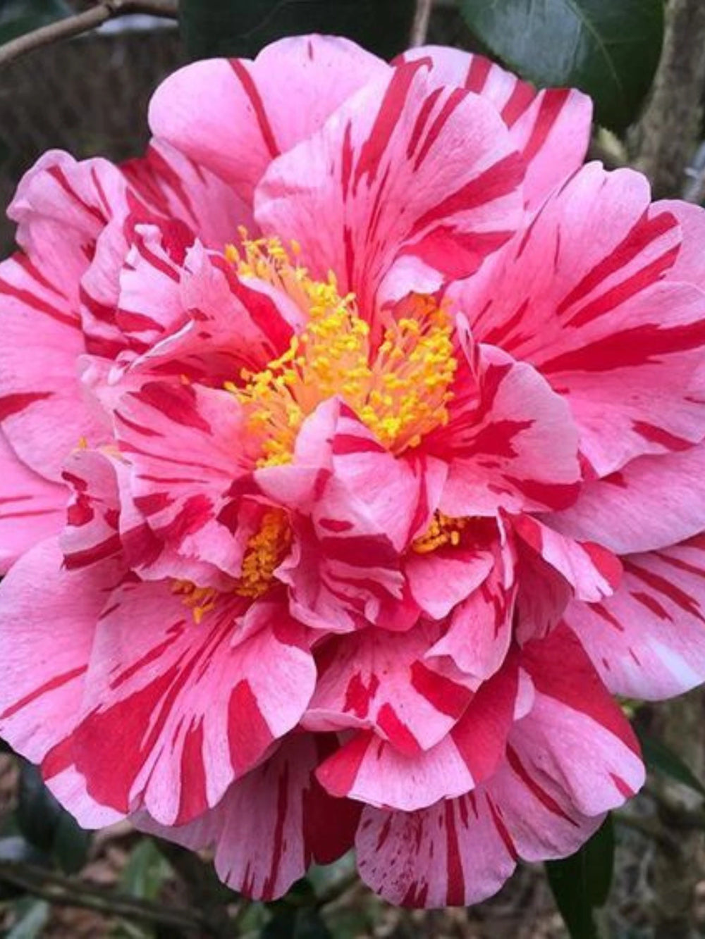 plante ornamentale 302