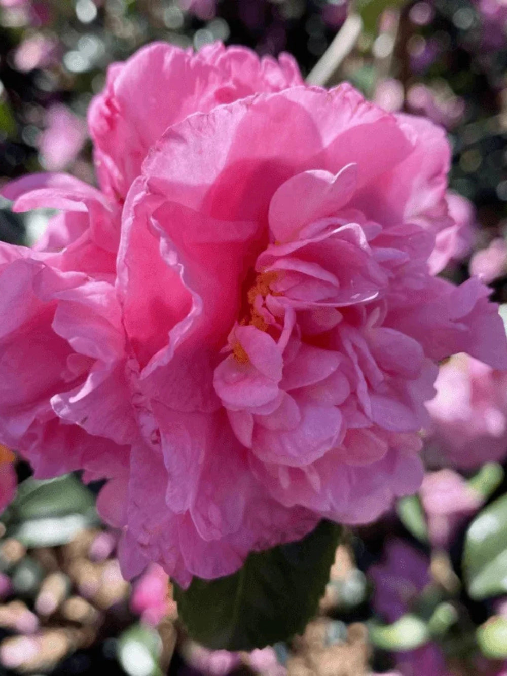 plante ornamentale 303