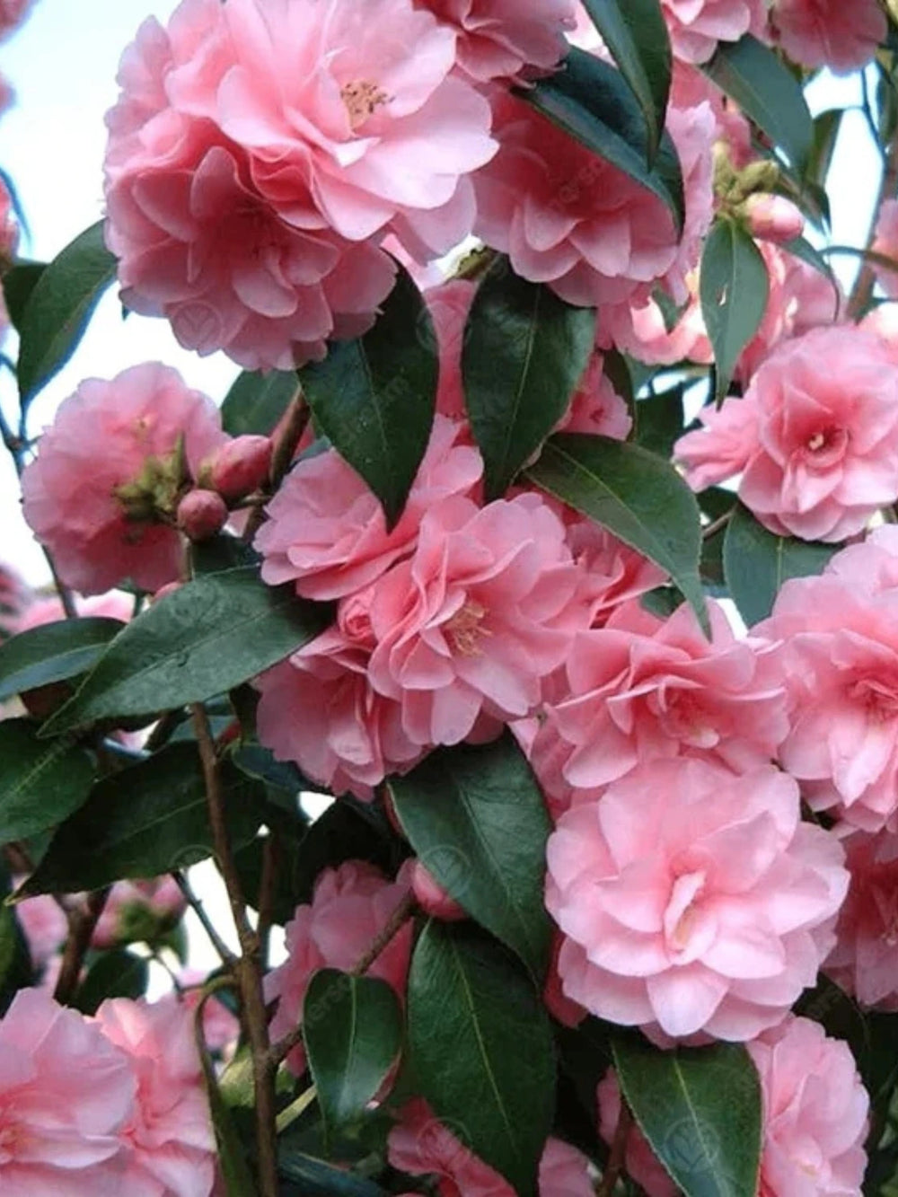 plante ornamentale 304