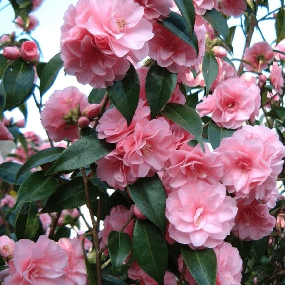 plante ornamentale 304