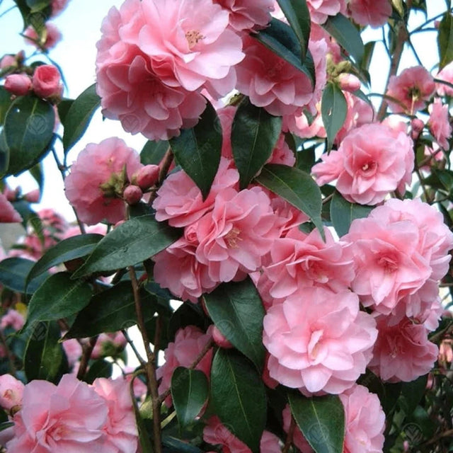 plante ornamentale 304