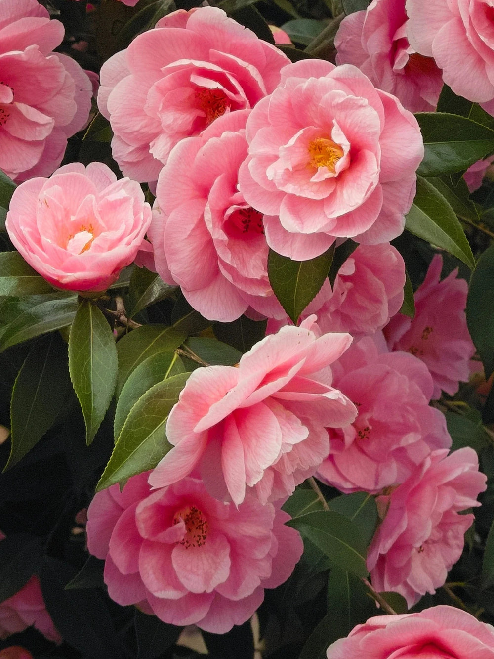 plante ornamentale 305
