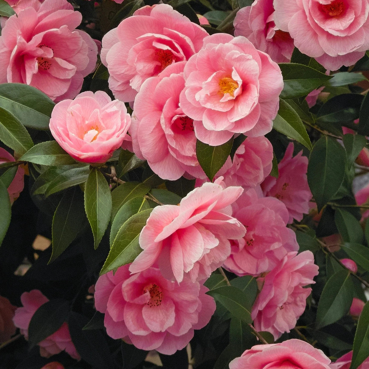 plante ornamentale 305
