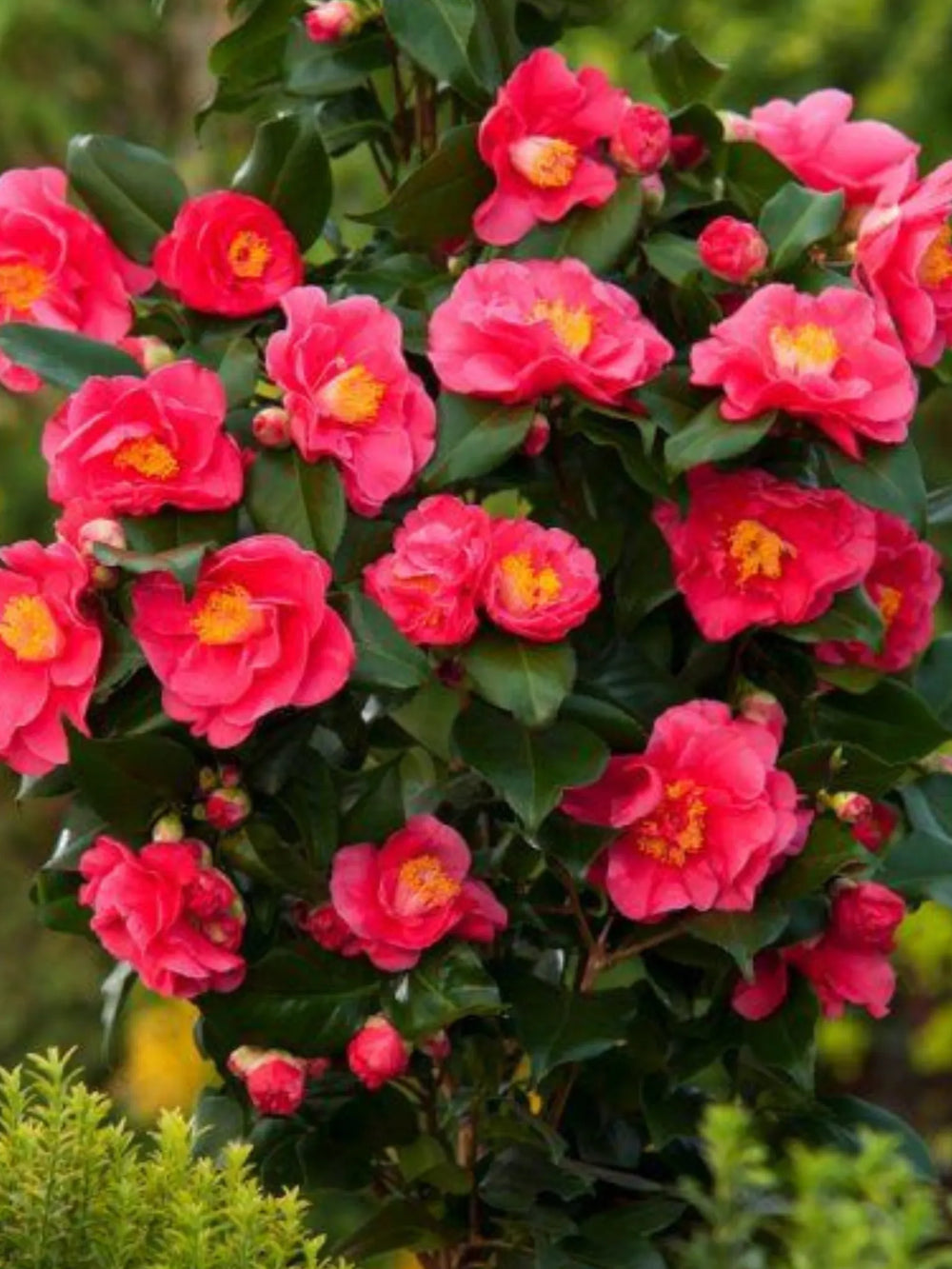 plante ornamentale 306