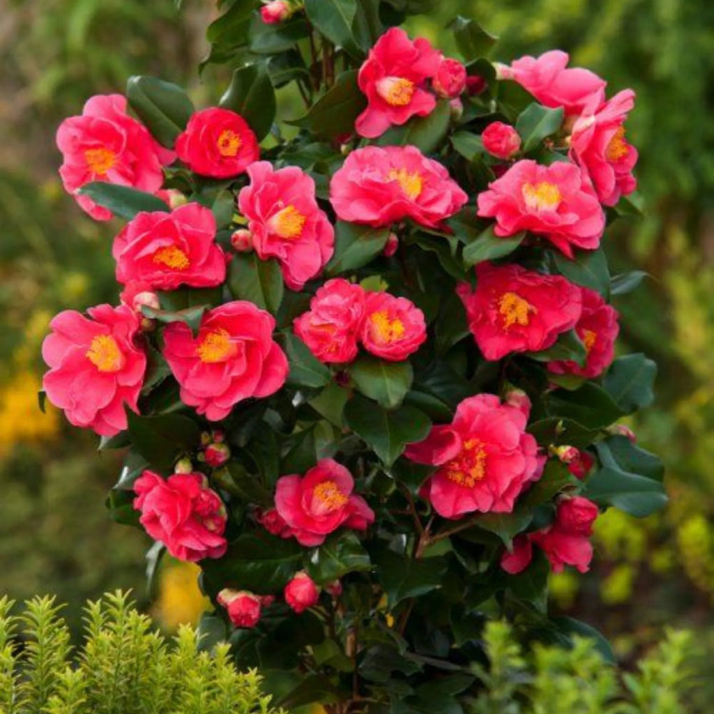 plante ornamentale 306