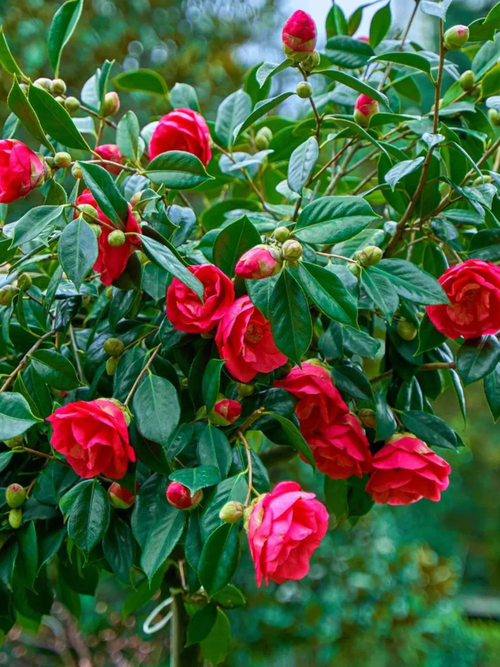 plante ornamentale 307