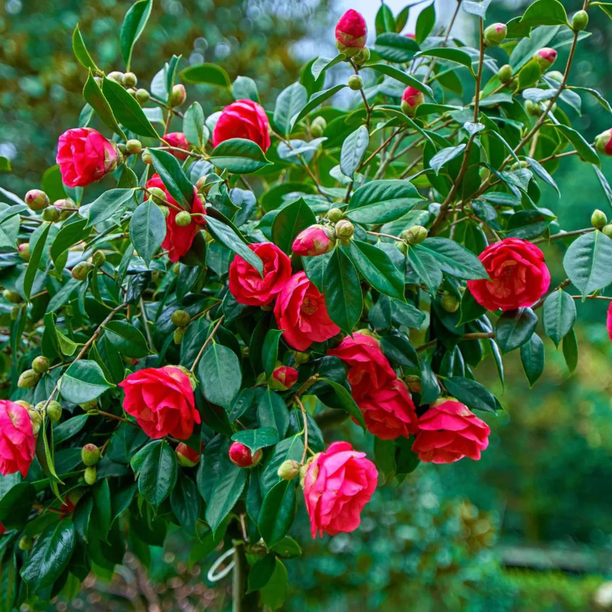 plante ornamentale 307
