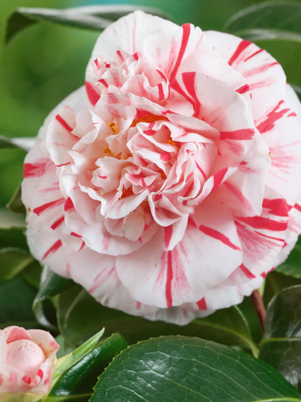 plante ornamentale 309