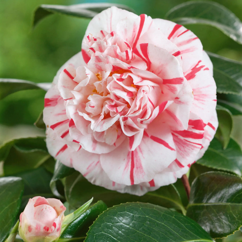 plante ornamentale 309