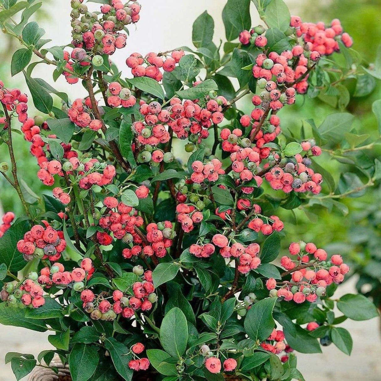 plante ornamentale