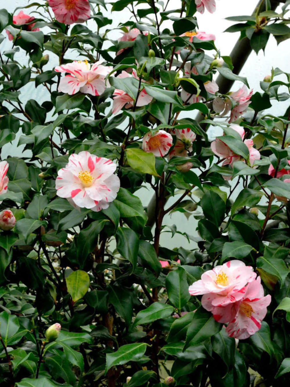 plante ornamentale 310