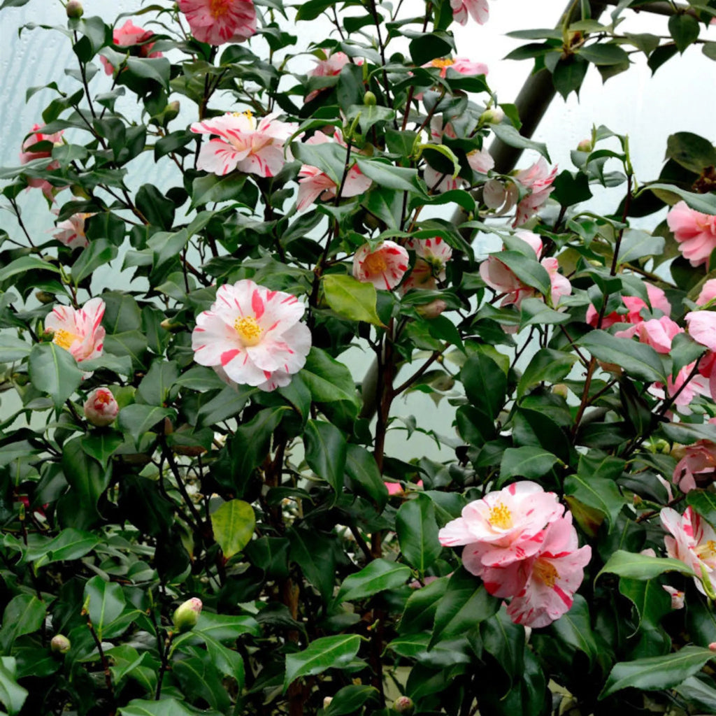 plante ornamentale 310