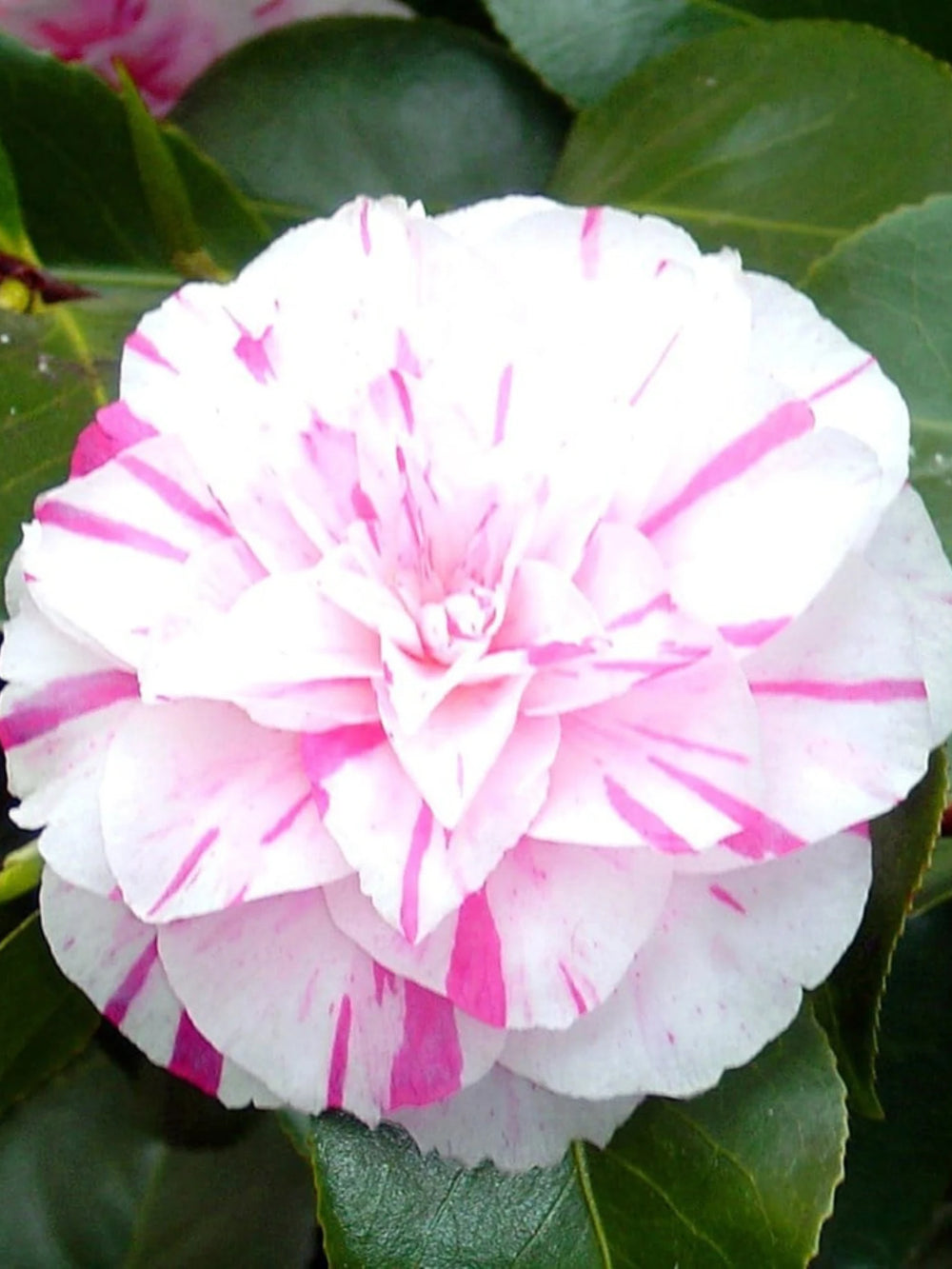 plante ornamentale 311