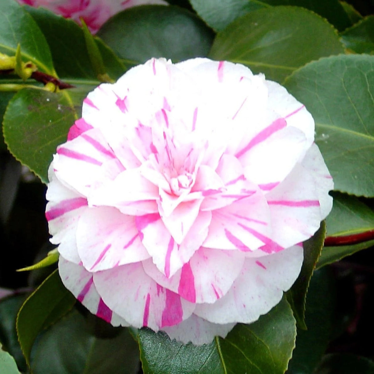 plante ornamentale 311