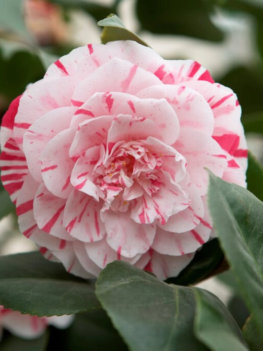 plante ornamentale 312