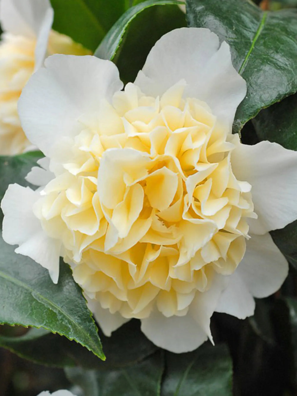 plante ornamentale 313