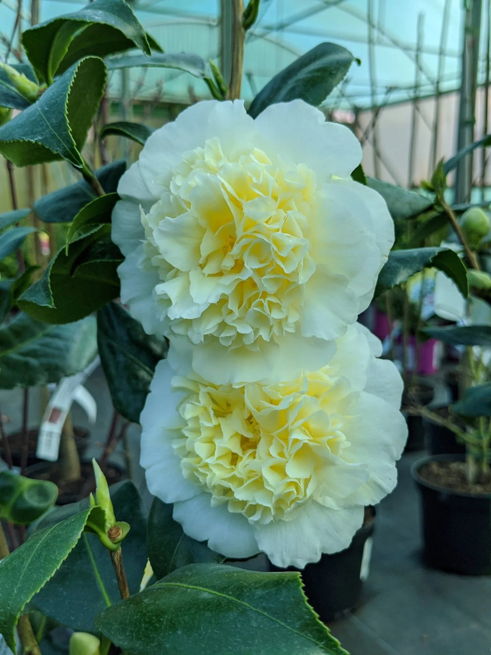 plante ornamentale 314