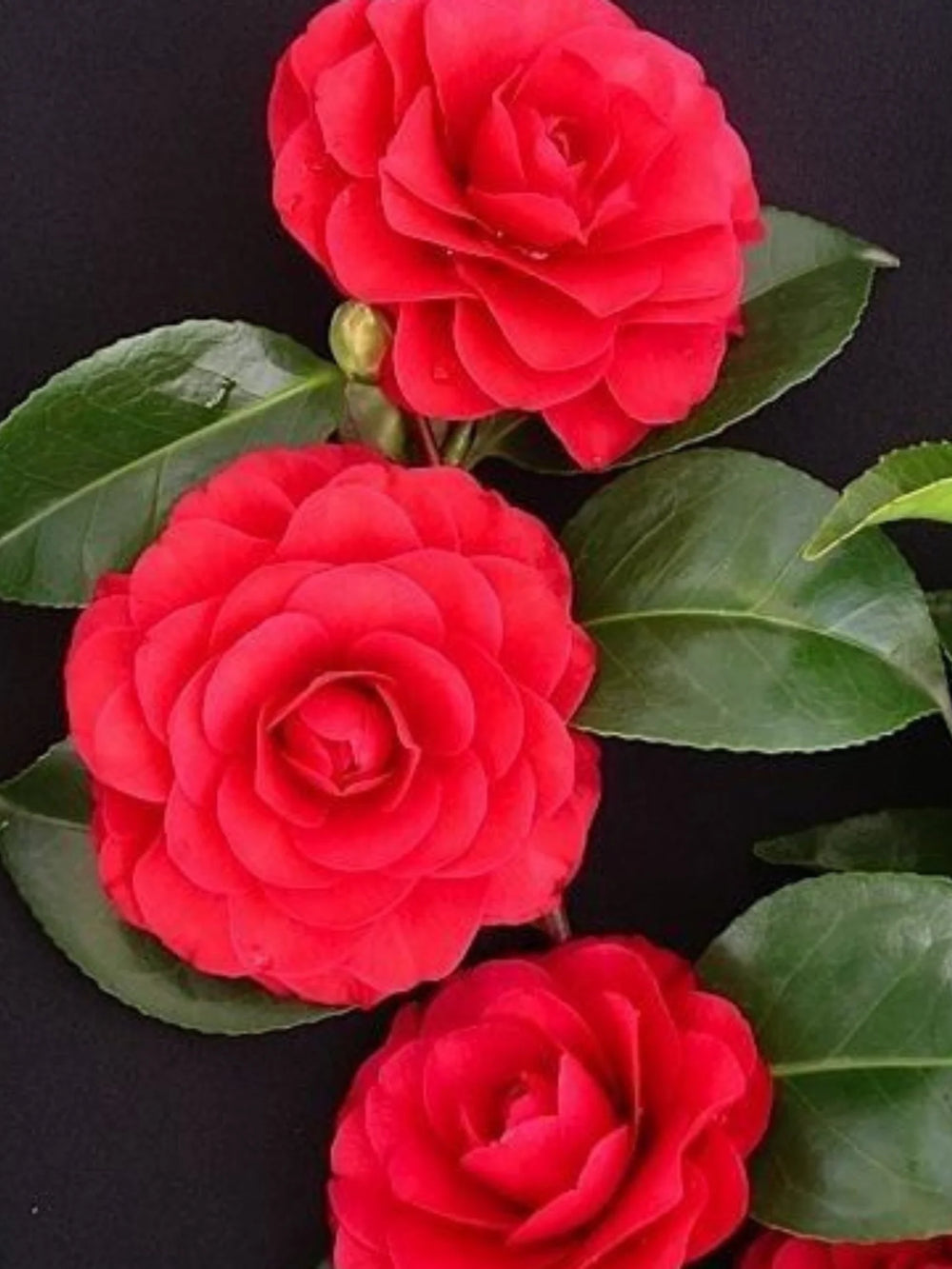 plante ornamentale 315