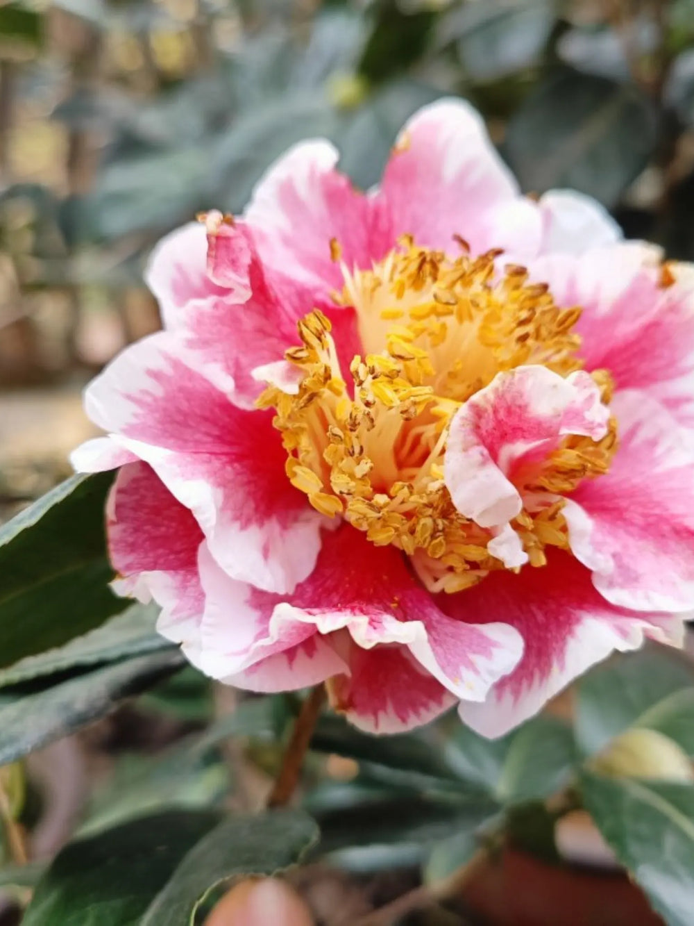 plante ornamentale 316