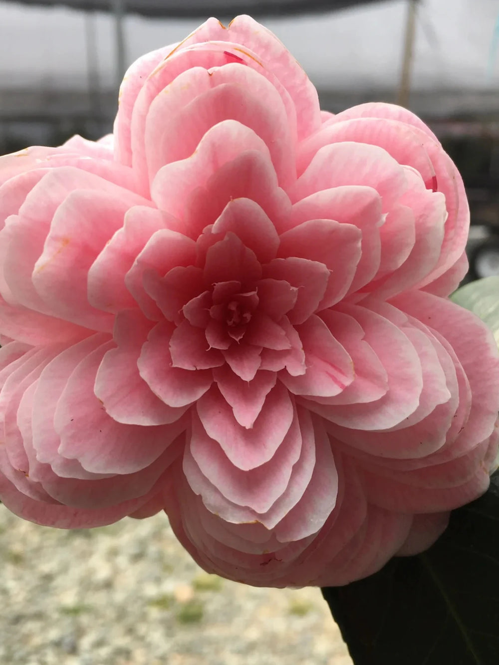 plante ornamentale 317