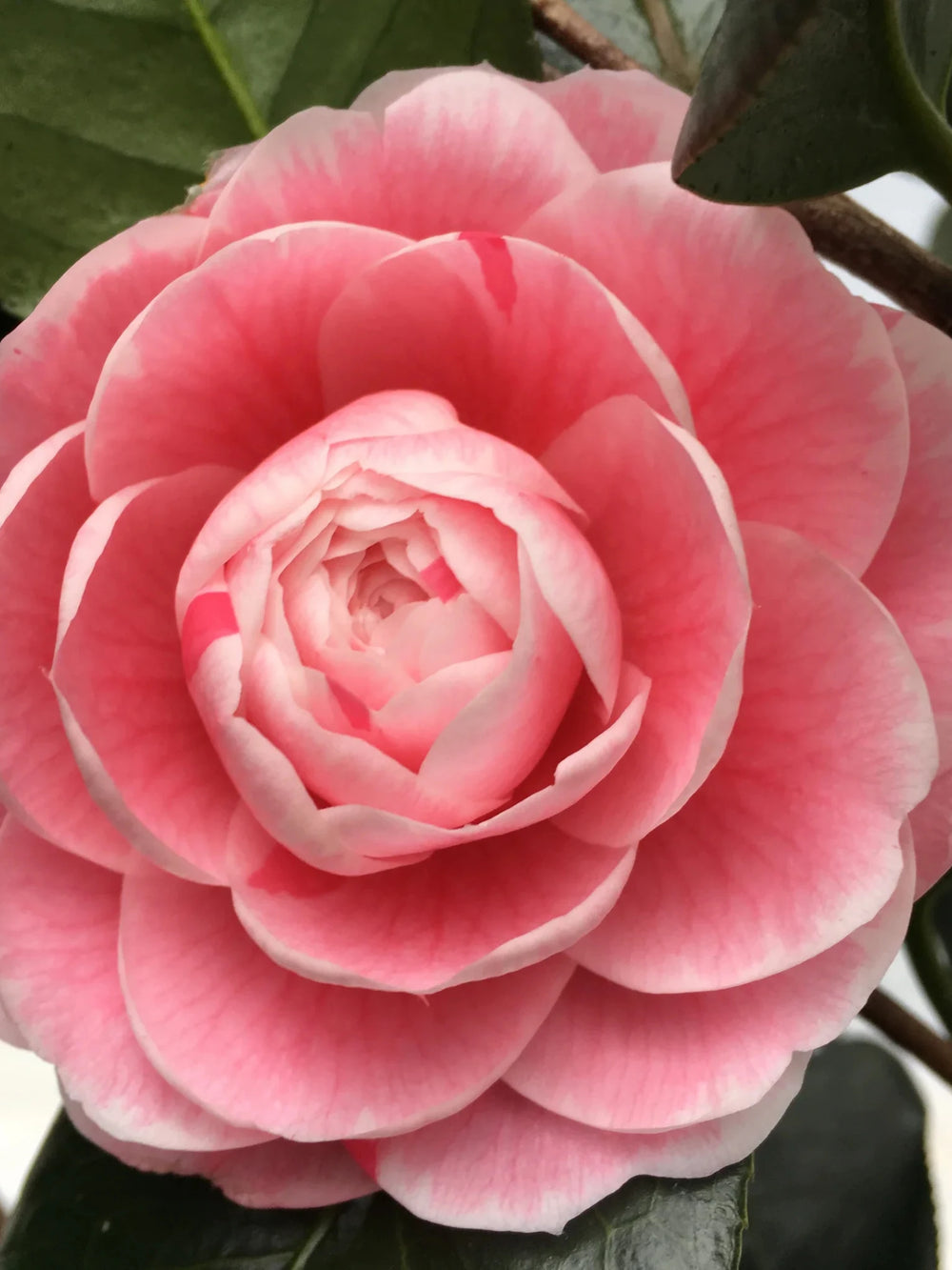 plante ornamentale 318