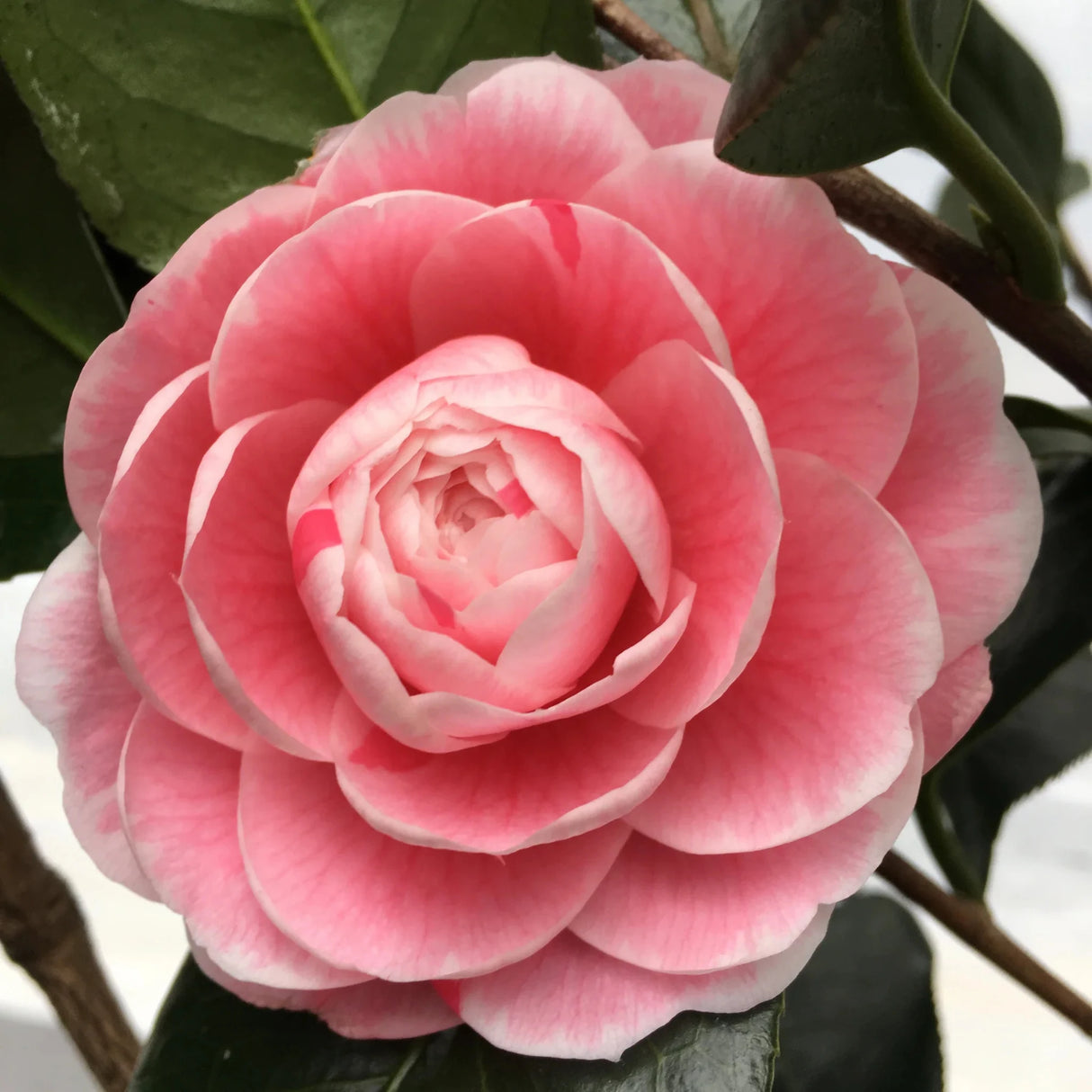plante ornamentale 318