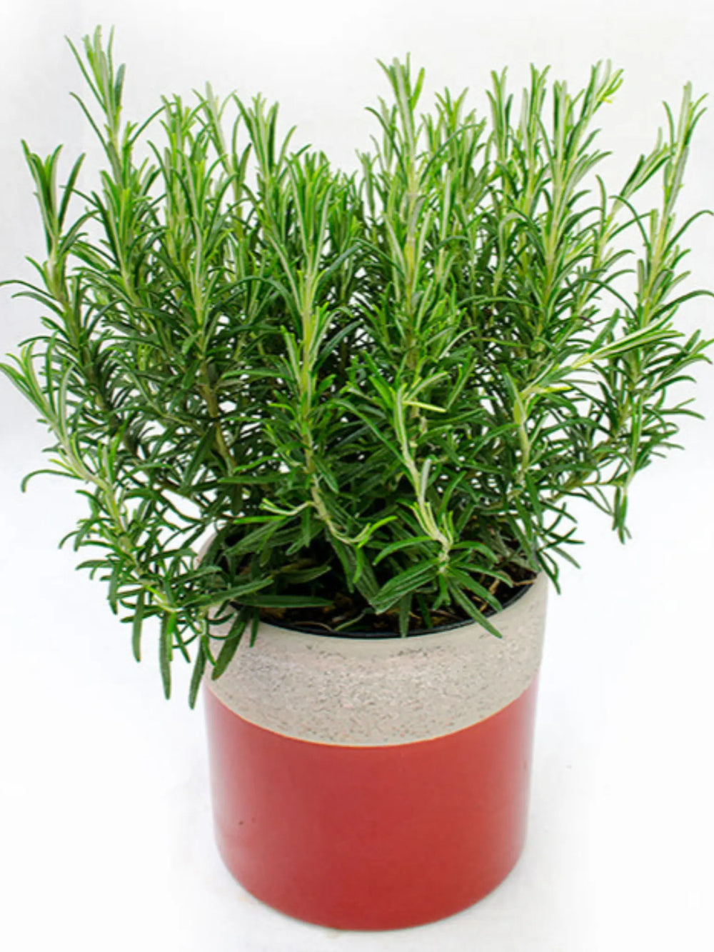 plante ornamentale 319