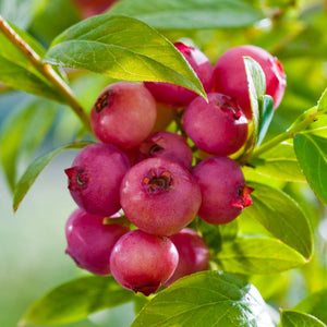plante ornamentale