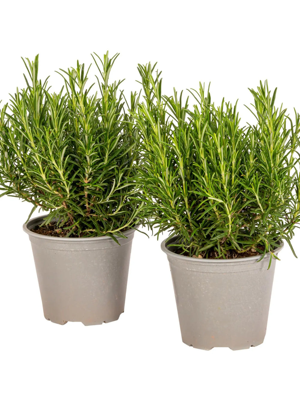 plante ornamentale 320