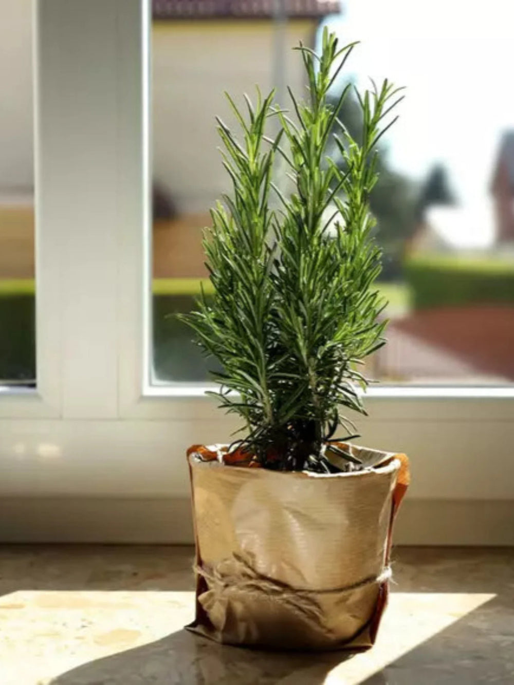 plante ornamentale 321