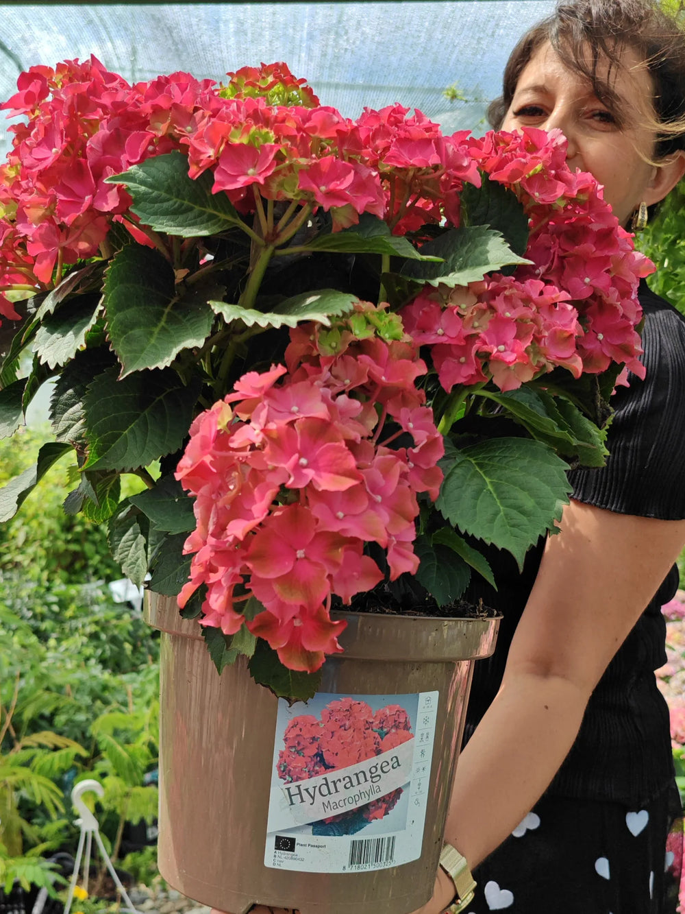 plante ornamentale 322