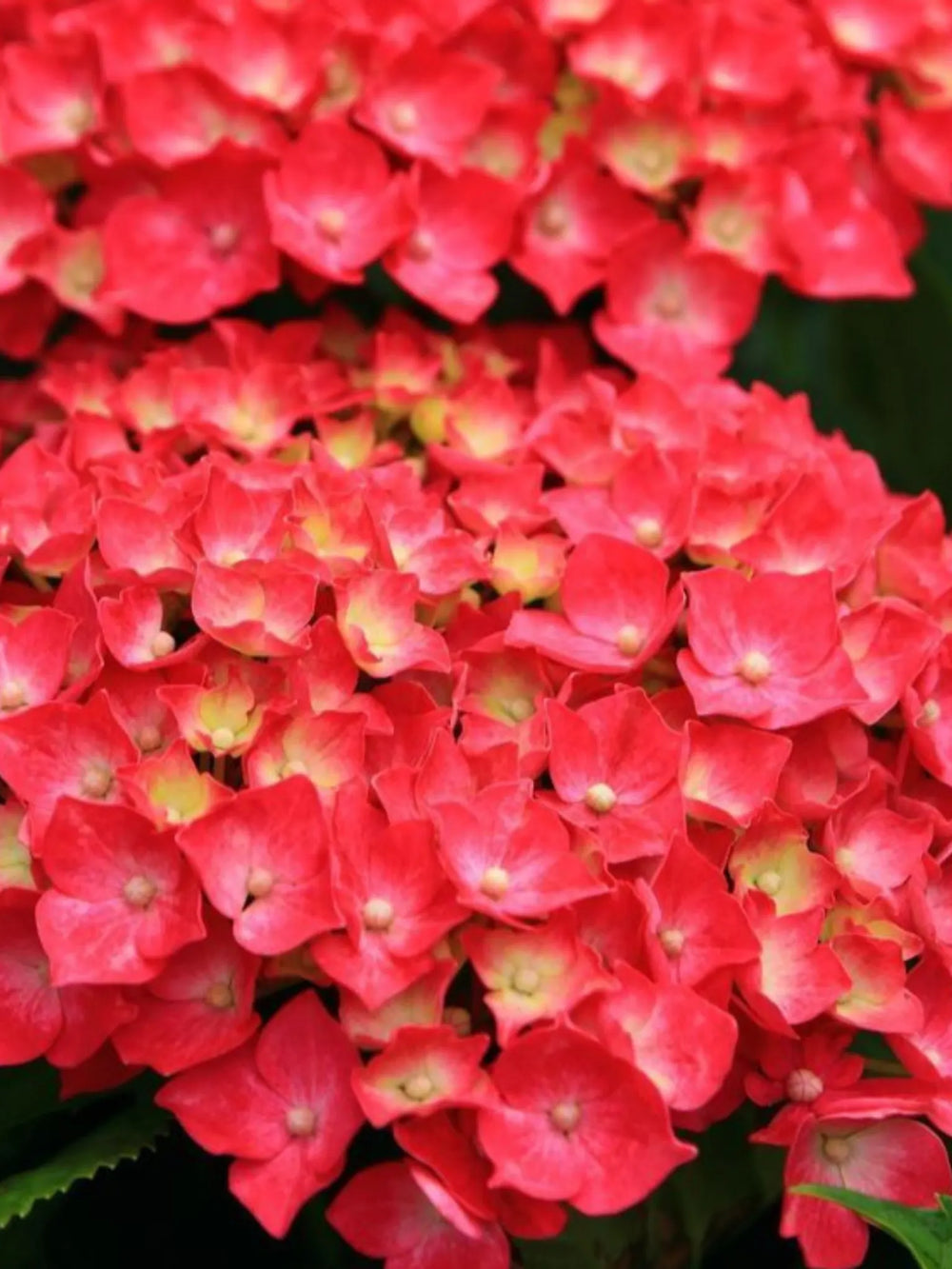 plante ornamentale 323