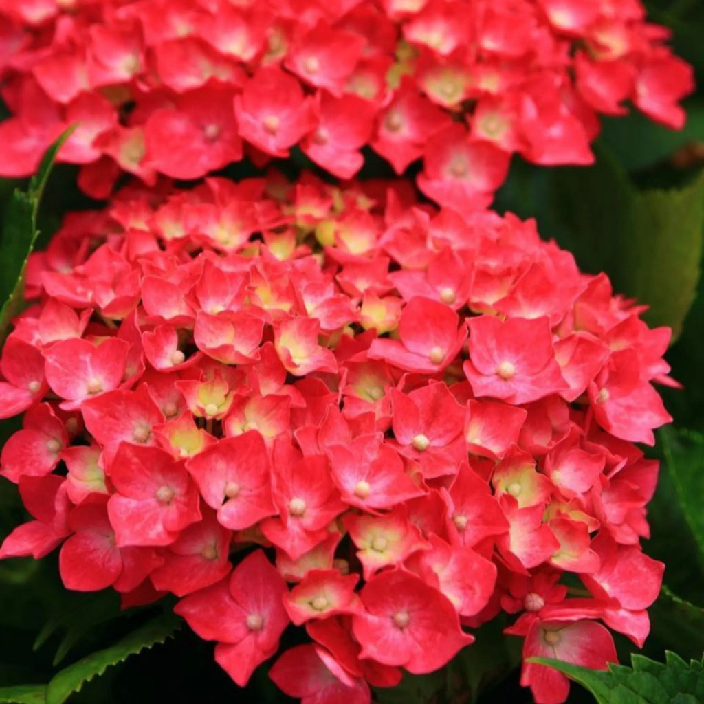 plante ornamentale 323