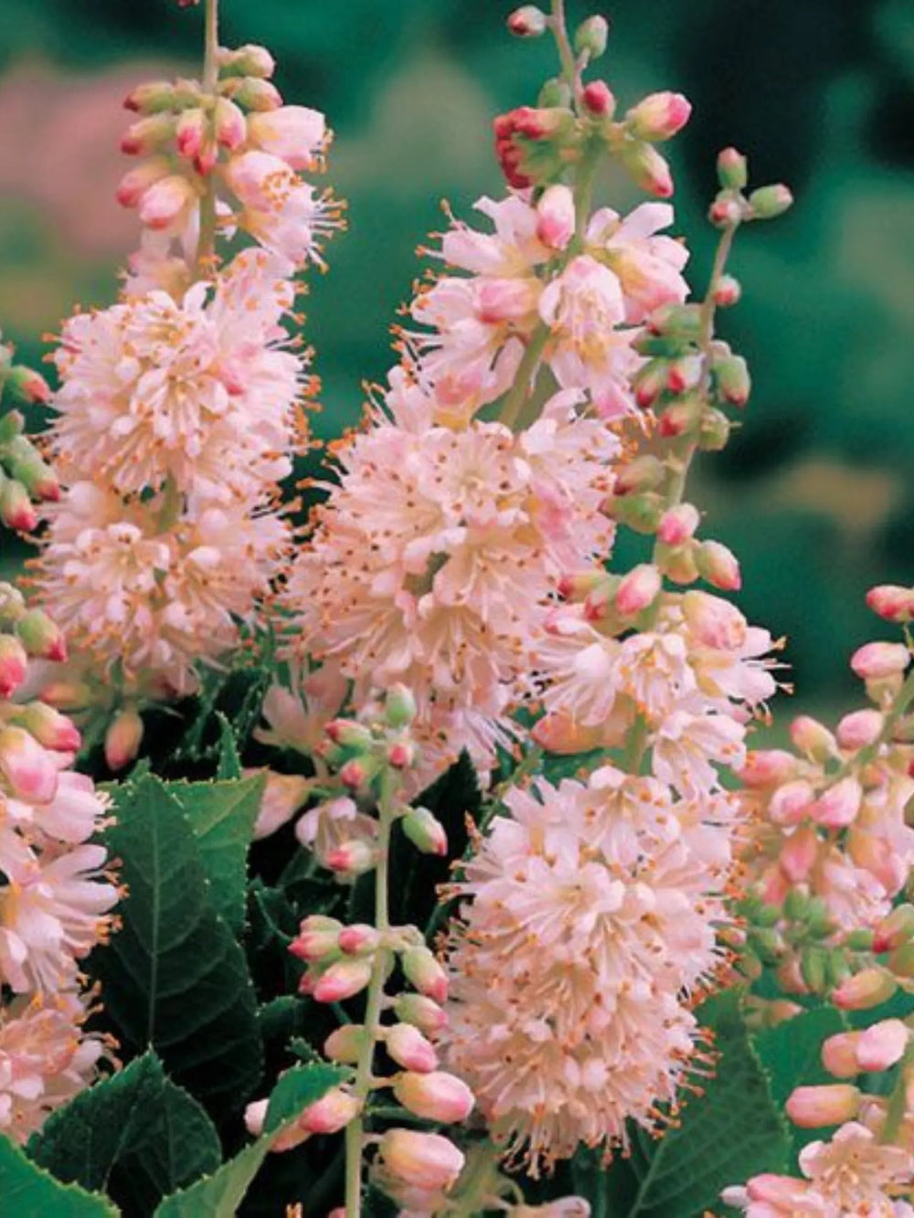 plante ornamentale 326