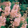 plante ornamentale 326