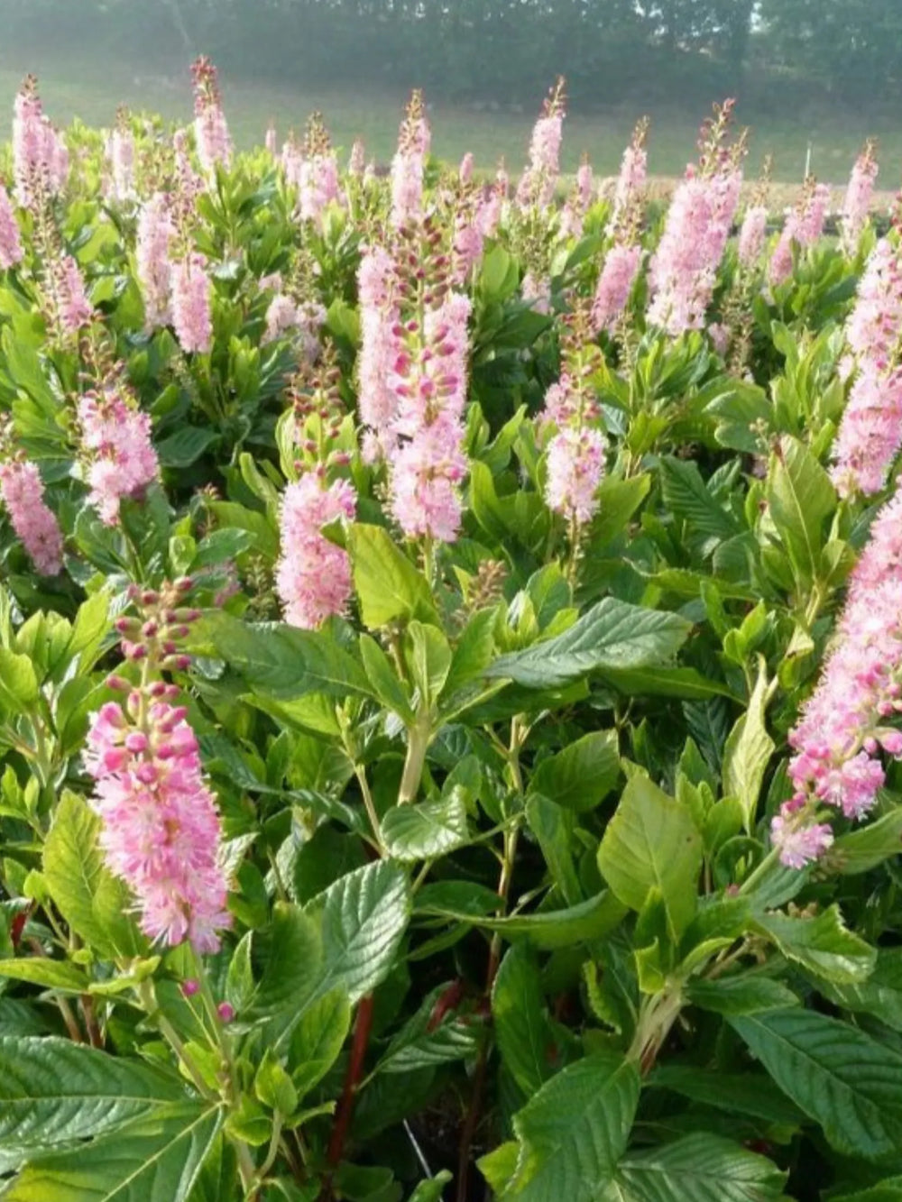 plante ornamentale 327