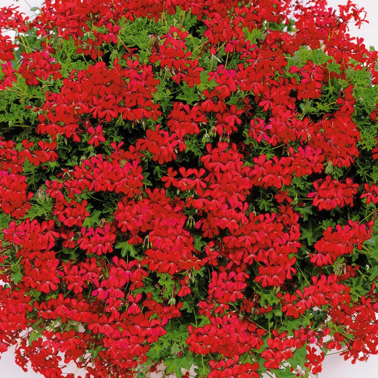 plante ornamentale 336