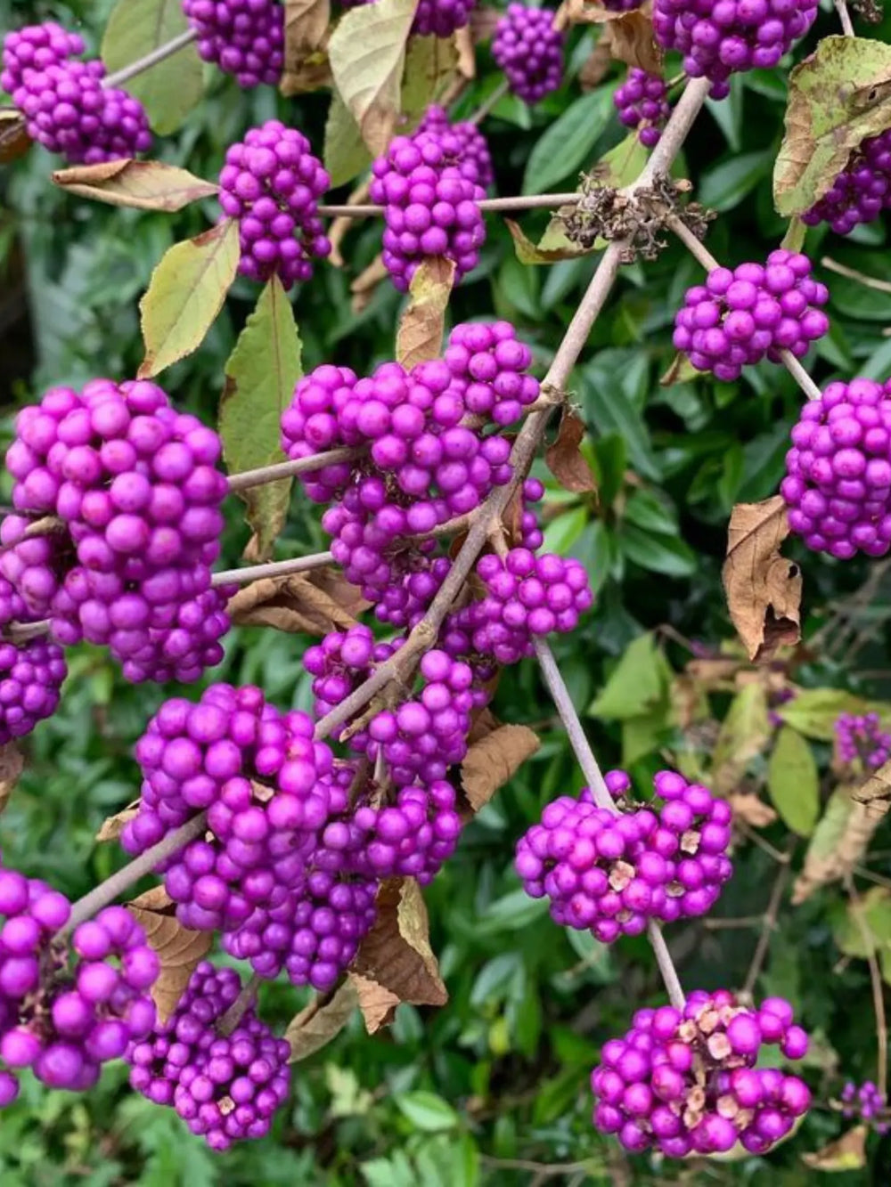 plante ornamentale 337