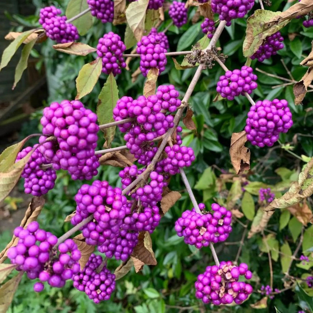 plante ornamentale 337