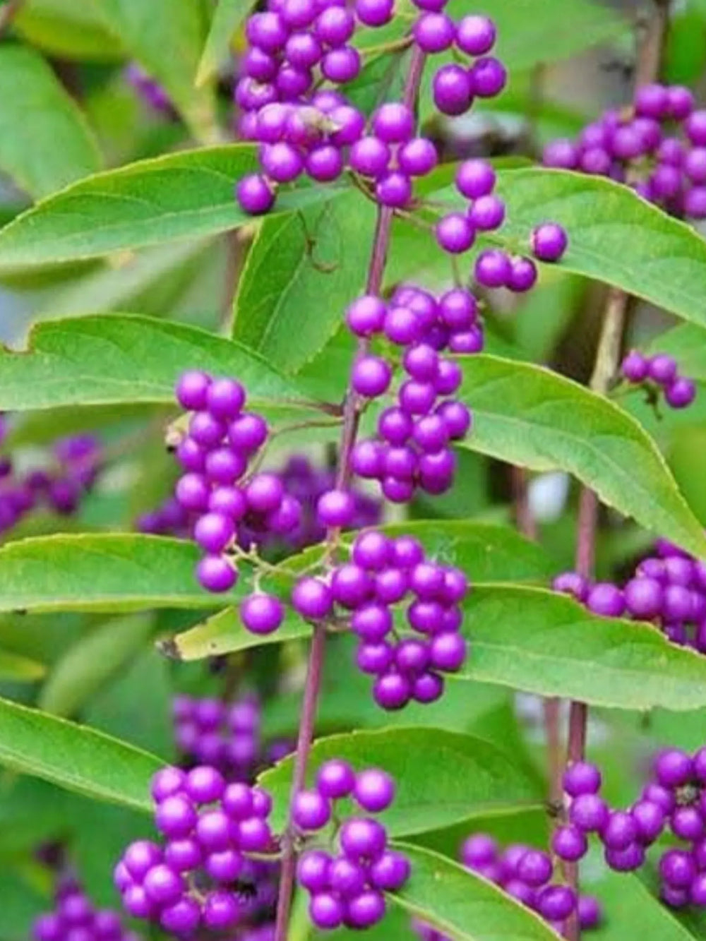 plante ornamentale 338