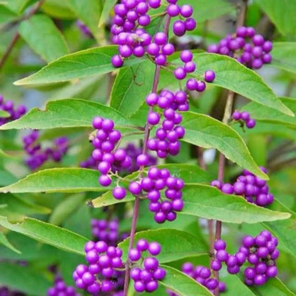 plante ornamentale 338