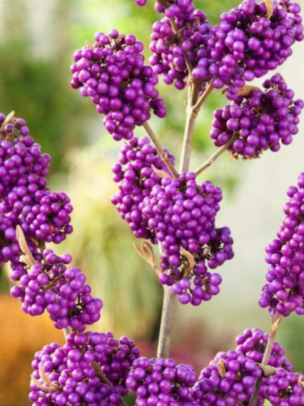 plante ornamentale 339