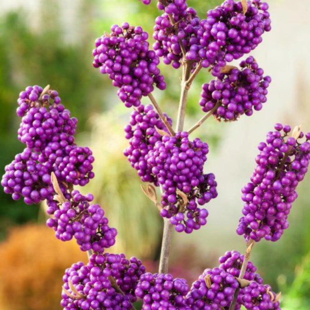 plante ornamentale 339