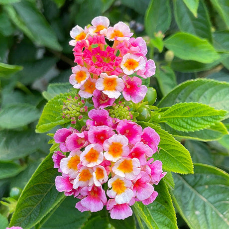 plante ornamentale